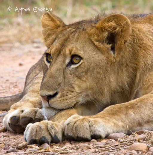 Jeune lion