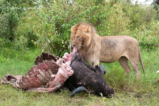 Scarface mangeant un buffle