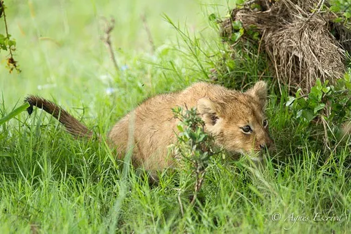 Lionceau du clan d'Olkiombo