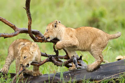 Lionceaux de la Marsh pride (3 mois)