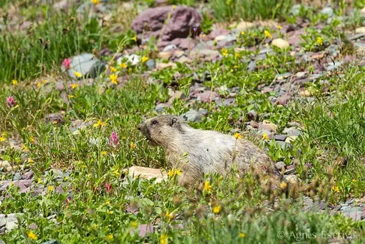 Marmotte à ventre jaune mangeant des fleurs