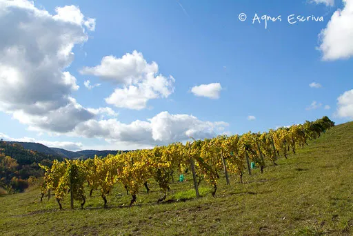 Vignes à Boudes