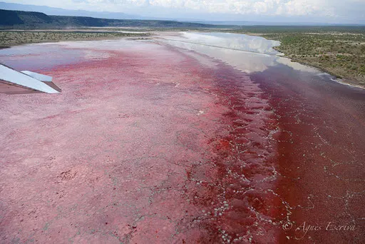 Lac Magadi