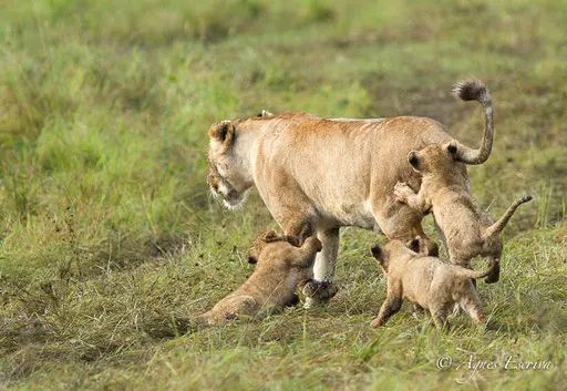 Lionceaux et leur maman du clan d'Olkiombo