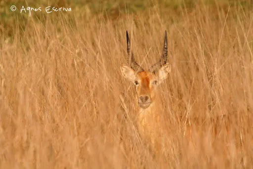 Puku dans les hautes herbes