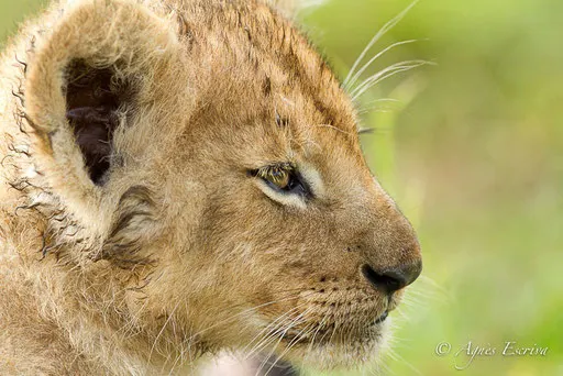 Lionceau du clan d'Olkiombo