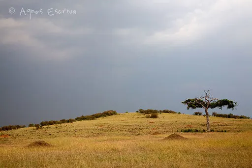 Paysage de Rhino Ridge