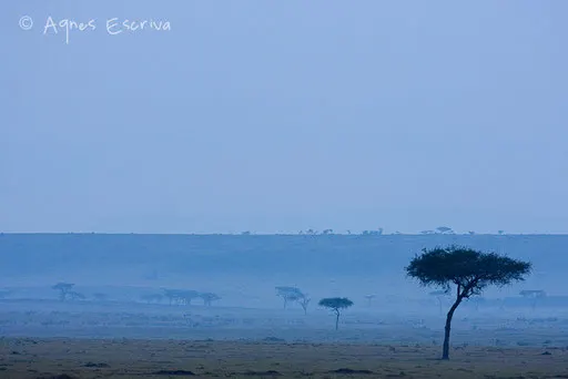 Paysage de savane dans la brume matinale