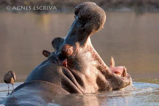L'hippo et l'ombrette
