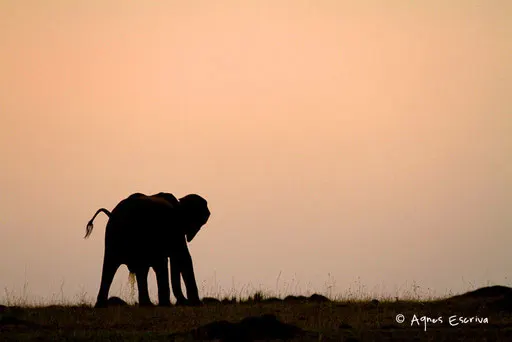 Eléphant au petit matin