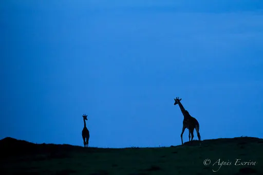 L'heure bleue