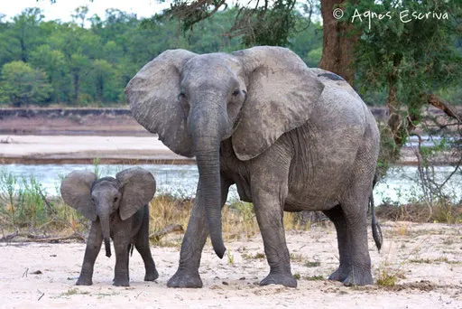 Maman éléphant et son jeune