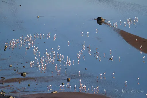 Flamants nains