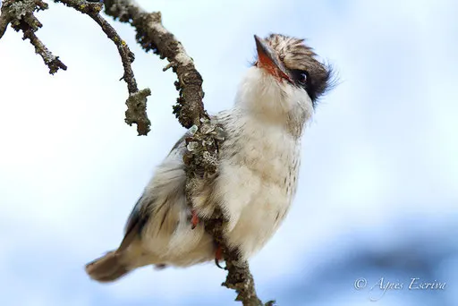 Martin chasseur strié immature - Nakuru