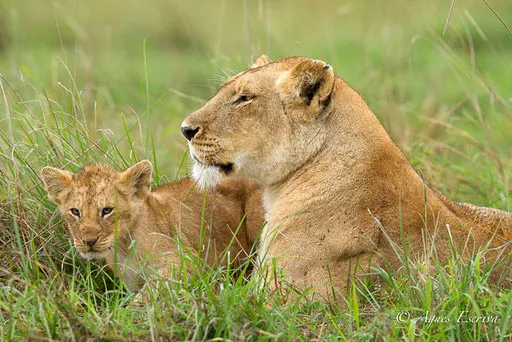 Charm et lionceau