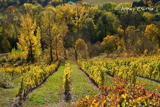 Vignes à Boudes