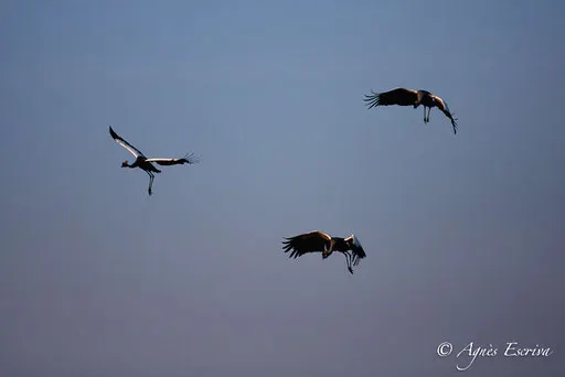 Grues couronnées au lever du soleil