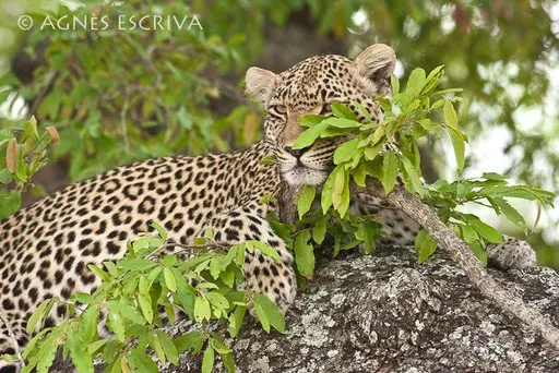Karula