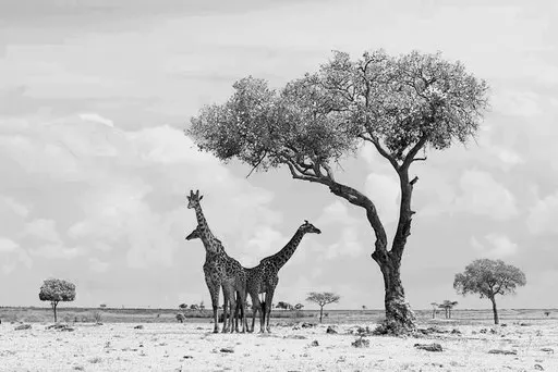 Girafes et savane