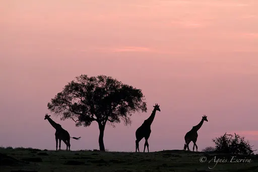 Girafes