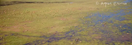 Plaine de Bangweulu