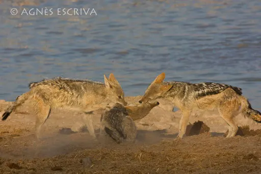 La rouste - Chacals à chabraque - Etosha