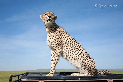 Landy (Malaïka pour d'autres) sur notre 4x4