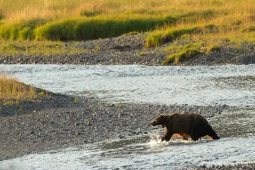 Vieux mâle ours grizzly