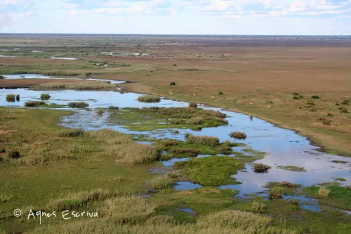 Le marais de Bangweulu