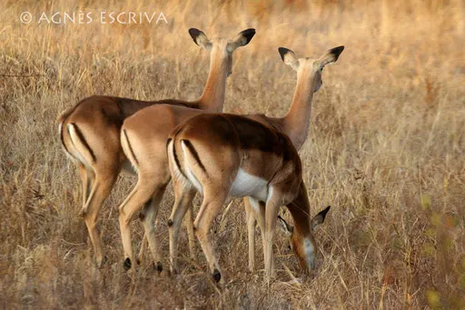 3 impalas