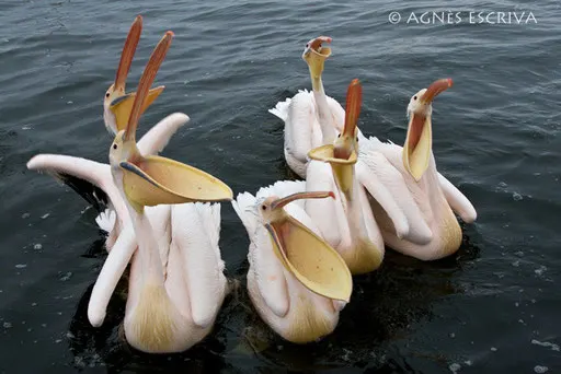 Choeur de pélicans - Walvis Bay