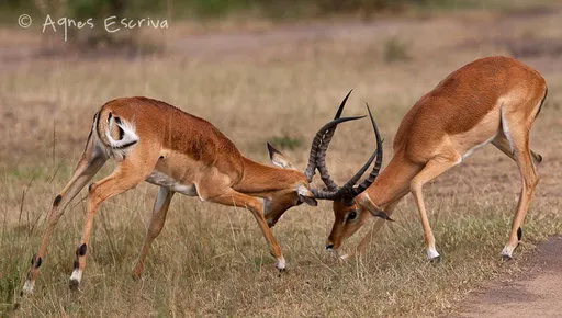 Combat d'impalas mâles