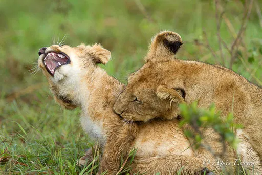 Lionceaux de la Marsh pride  (3 et 6 mois)
