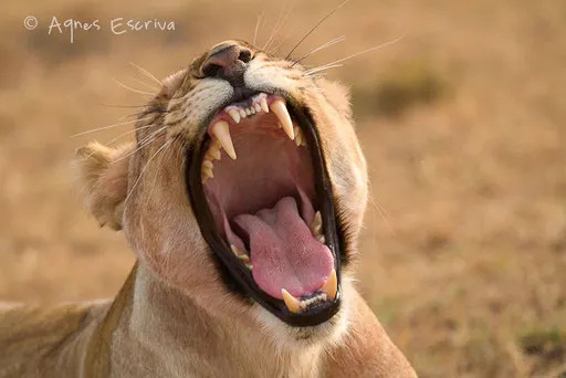 Jeune lionne de 3 ans ex-Bilashaka