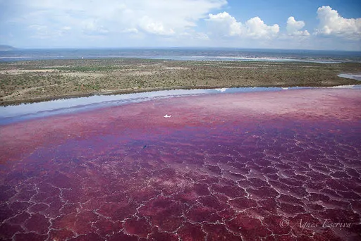 Lac Magadi