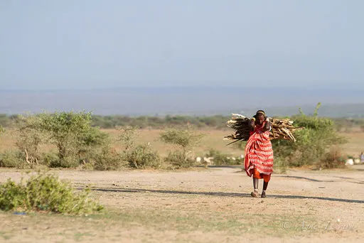 Femme masaï et corvée de bois