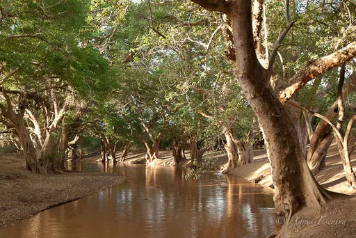 Sycomores au bord de la rivière Ewaso Ngiro