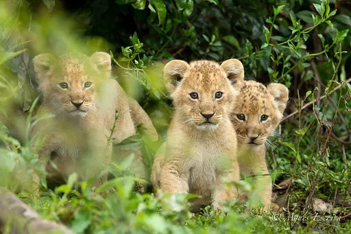 3 lionceaux de Bibi dans leur cachette (5 semaines)
