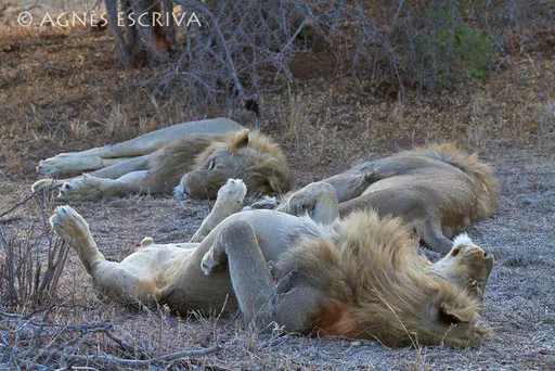 Mahlathini's brothers