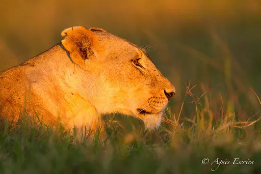 Lionne des Breakaways