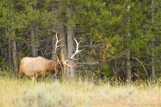 Wapiti mâle en train de perdre son velours