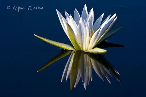 Nénuphar et son reflet