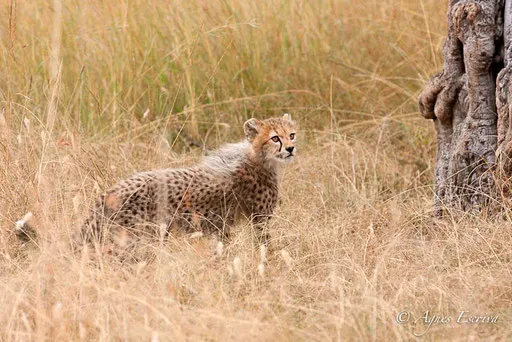 Jeune guépard