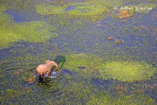 Ronds dans l'eau