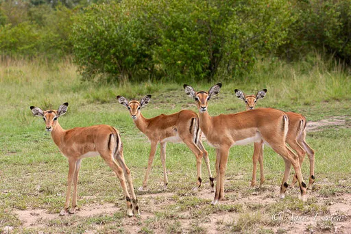4 impalas