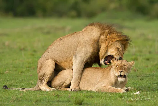 Accouplement léonin