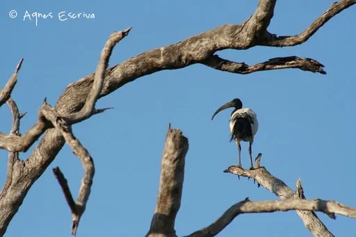 Ibis sacré
