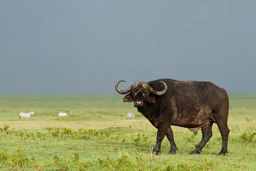 Buffle