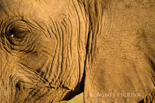 Close up d'éléphant