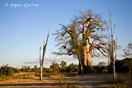 Baobab